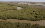 Plaidoyer pour la préservation de l’écosystème mangrove de Saint-Louis