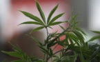 La vente de cannabis atteint son "plus haut historique"