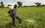 Activités agricoles : au Sénégal, près de 5.000 tonnes de pesticides utilisés par an, selon un expert
