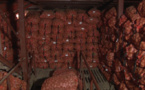 Pommes de terre : 80.000 tonnes dans les chambres froides de SWAMI AGRI