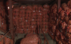 Pommes de terre : 80.000 tonnes dans les chambres froides de SWAMI AGRI