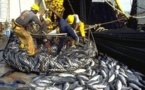 Sénégal : baisse continue des débarquements de poissons