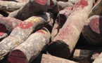 20 000 troncs de bois coupés découverts en Casamance (Haïdar)