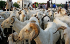 Tabaski 2015 : Plusieurs moutons meurent à la frontière de la Mauritanie avec le Mali
