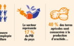  Au Sénégal, la croissance est dans les champs 