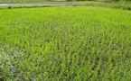 Matam : la SAED va exploiter 4.000 hectares durant la nouvelle saison de production de riz, plus que le double de la précédente