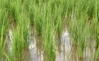 Matam : Des semences de riz offertes à 200 producteurs victimes des récentes inondations