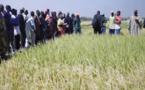  Riziculture à Fanaye : Les techniques de l’irrigation intermittente expliquées aux producteurs