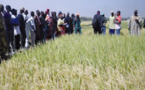  Riziculture à Fanaye : Les techniques de l’irrigation intermittente expliquées aux producteurs