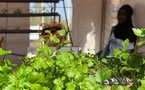 Micro-jardinage : des étudiants proposent des solutions innovantes pour cultiver Bio Micro-jardinage : des étudiants proposent des solutions innovantes pour cultiver Bio