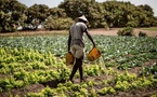 Agriculture durable : à Thiès, les eaux usées deviennent une ressource précieuse pour l’horticulture