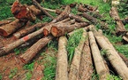 Déforestation : Au Sénégal, près de 340. 000 hectares de forêts perdus, entre 2005 et 2023 (expert eaux et forêts)