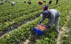 Sélection des ouvriers agricoles en Espagne | Les entretiens bouclés hier