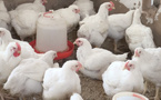 ​Korité et élevage de poulets : au cœur de l’activité des aviculteurs