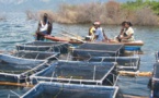 Aquaculture : Ana et Olag nouent un partenariat pour restaurer les écosystèmes du Lac de Guiers