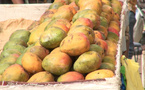 La mangue : une filière en pleine expansion à Saint-Louis, mais confrontée à des obstacles