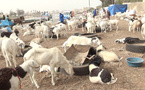 Tabaski 2025 : Des moutons en nombre, mais des clients absents à Saint-Louis