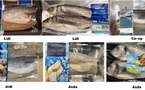 Poisson sénégalais, assiette étrangère : une enquête révèle un commerce inéquitable