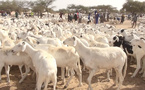 Foirail de Rao : affluence de moutons, inquiétude des vendeurs