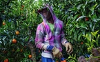 Migration circulaire : 49 migrants sénégalais en route vers l’Espagne pour un emploi saisonnier