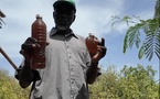 Bango, au cœur du miel des mangroves