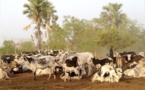 ROSS-BÉTHIO: Tension dans l'air entre éleveurs et agriculteurs