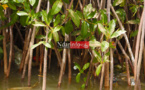 ENVIRONNEMENT : la longue agonie de la MANGROVE de PIKINE. Regardez !