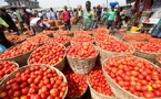 Tomate industrielle : Plus de 80 000 tonnes de production attendues au Sénégal en 2026