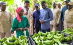 112 000 tonnes de bananes : le record salué par le Président à Tambacounda