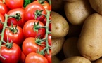 Pomme de terre et tomate : Les producteurs de Notto craignent une campagne agricole catastrophique