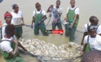 Aquaculture : Le Sénégal vise une production annuelle de 30.000 tonnes en 2018 selon le ministre de la Pêche