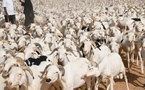 Tabaski 2026 au Sénégal : 860 000 moutons attendus pour le marché national