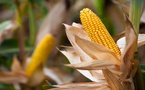 Souveraineté alimentaire : Le Sénégal veut faire du maïs une filière d’excellence