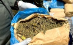 Dakar : L’OCRTIS saisit 254 kg de chanvre indien et arrête trois individus