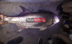 Un étrange poisson capturé sous le pont Faidherbe ( Photos) 