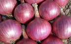 Filière oignon : La mesure radicale du ministre pour protéger les petits producteurs