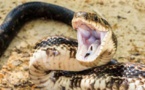 PANIQUE A NDIOLOFENE : des serpents venimeux sèment la terreur. Regardez ! 