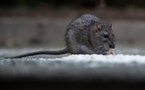 Alerte à l'hantavirus dans l'Atlantique : trois morts signalés sur un navire de croisière