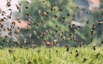 Vallée du fleuve Sénégal : un CRD à Saint-Louis pour planifier la campagne de lutte anti-aviaire 2026