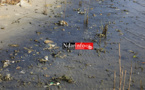 Saint-Louis : les déchets liquides des Chinois polluent le Fleuve (Photos)