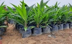 Kolda : 3 000 plants de palmier à huile sauvage pour restaurer la filière