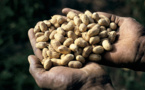 Production de semences certifiées : le PPAAO veut atteindre 40% de femmes d’ici 2017 (responsable)