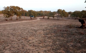 Litige Foncier : Les habitants de DIAMA dénoncent l’accaparement de leurs terres par le maire Oumar Mourel Sow