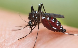 Comment la modification génétique des moustiques pourrait renforcer la lutte mondiale contre le paludisme