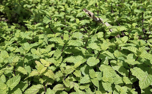 Maraîchage à Khor : Une activité rentable menacée par des défis structurels