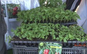 Foire agricole : MasAgri réunit la crème du secteur à Bango