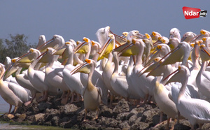 Documentaire | Saint-Louis, un charme en quête d’écotourisme durable