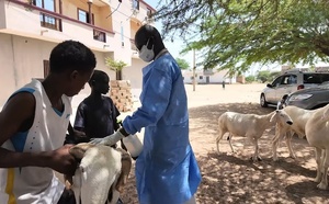 Fièvre de la vallée du Rift : l’épidémie en phase descendante au Sénégal, selon un responsable de l’ISRA