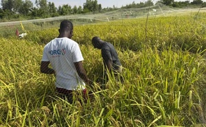 Recherche agricole : des essais conjoints de l’ISRA et du privé à Ndiol