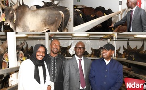 Élevage : 1 050 bovins de race Guzera arrivent au Sénégal avec 50% de subvention de l'État